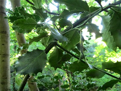 Europäische Stechpalme (Ilex aquifolium) im Rodenhoferdell in Alt-Saarbrücken