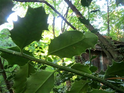 Europäische Stechpalme (Ilex aquifolium) im Rodenhoferdell in Alt-Saarbrücken