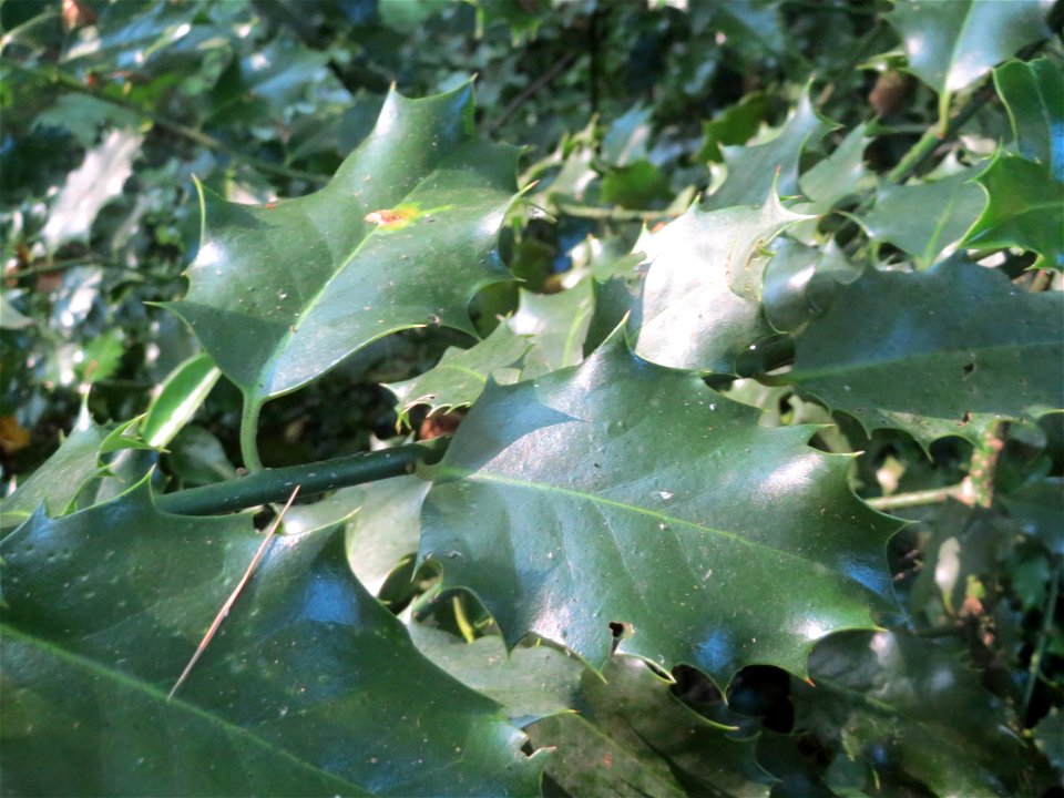 Europäische Stechpalme (Ilex aquifolium) im Rodenhoferdell in Alt-Saarbrücken