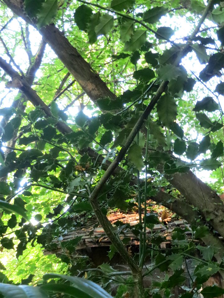 Europäische Stechpalme (Ilex aquifolium) im Rodenhoferdell in Alt-Saarbrücken