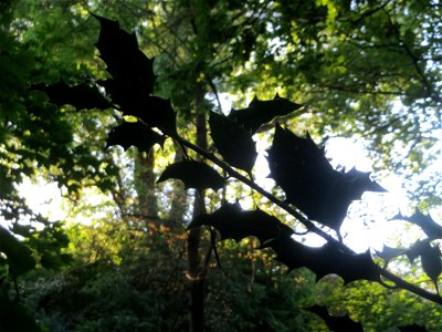 Europäische Stechpalme (Ilex aquifolium) im Rodenhoferdell in Alt-Saarbrücken
