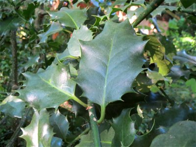 Europäische Stechpalme (Ilex aquifolium) im Rodenhoferdell in Alt-Saarbrücken