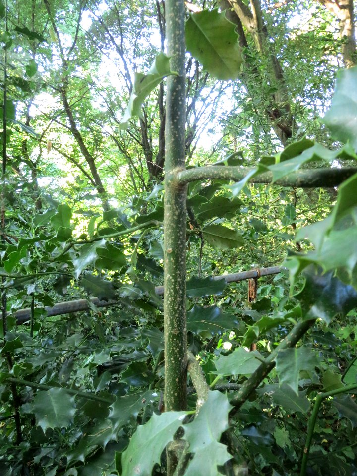 Europäische Stechpalme (Ilex aquifolium) im Rodenhoferdell in Alt-Saarbrücken
