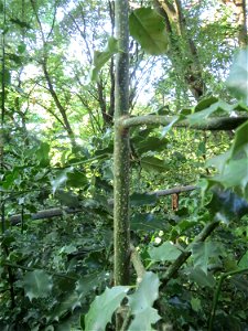 Europäische Stechpalme (Ilex aquifolium) im Rodenhoferdell in Alt-Saarbrücken
