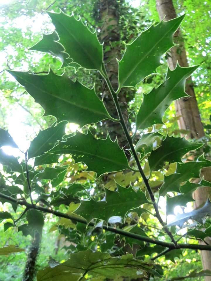 Europäische Stechpalme (Ilex aquifolium) im Rodenhoferdell in Alt-Saarbrücken