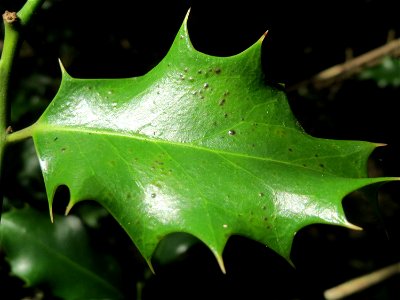Europäische Stechpalme (Ilex aquifolium) am Winterberg in Sankt Arnual (außerhalb vom Landschaftsschutzgebiet)