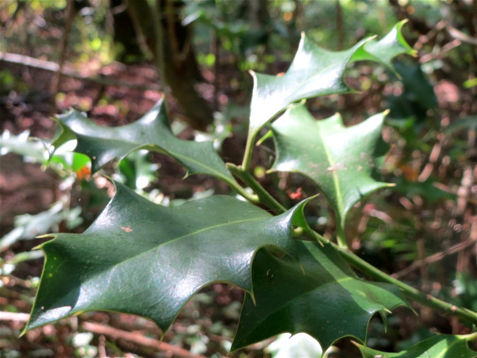 Europäische Stechpalme (Ilex aquifolium) am Winterberg in Sankt Arnual (außerhalb vom Landschaftsschutzgebiet)