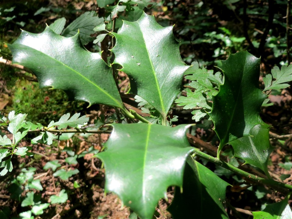 Europäische Stechpalme (Ilex aquifolium) am Winterberg in Sankt Arnual (außerhalb vom Landschaftsschutzgebiet)