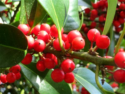 Amerikanische opaca (Ilex opaca) am Staden in Saarbrücken