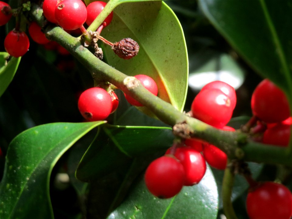 Amerikanische Stechpalme (Ilex opaca) am Staden in Saarbrücken
