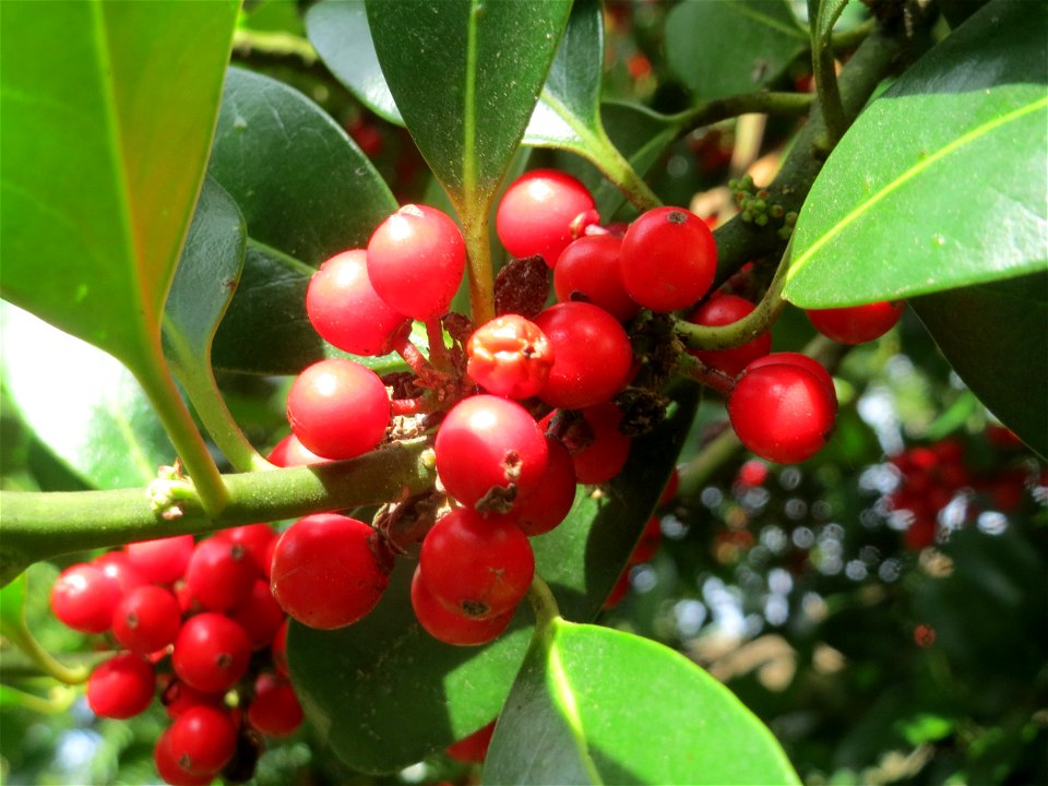 Amerikanische opaca (Ilex opaca) am Staden in Saarbrücken