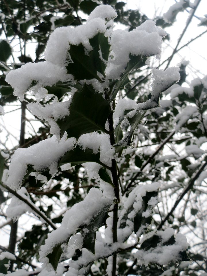 Europäische Stechpalme (Ilex aquifolium) am Winterberg in Saarbrücken