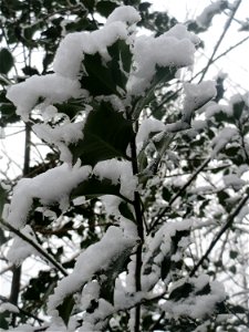 Europäische Stechpalme (Ilex aquifolium) am Winterberg in Saarbrücken