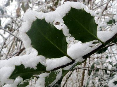 Europäische Stechpalme (Ilex aquifolium) am Winterberg in Saarbrücken
