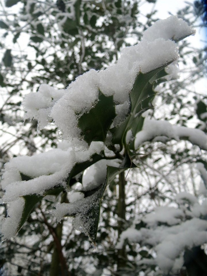 Europäische Stechpalme (Ilex aquifolium) am Winterberg in Saarbrücken