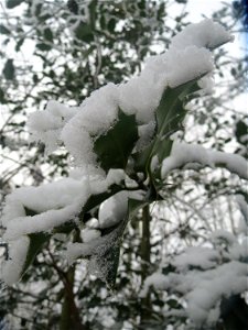 Europäische Stechpalme (Ilex aquifolium) am Winterberg in Saarbrücken