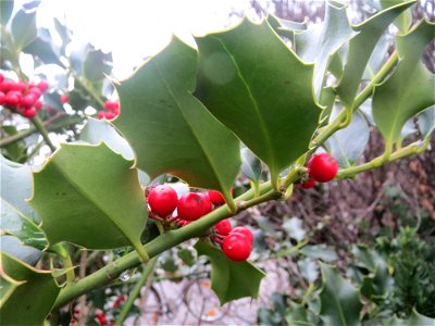 Europäische Stechpalme (Ilex aquifolium) an der Berlinallee in Hockenheim - vermutlich angepflanzt, wild wachsende Exemplare sind mir in der hiesigen Region nicht bekannt
