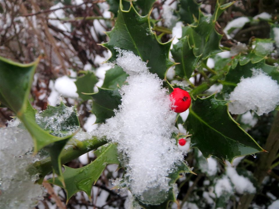 Europäische Stechpalme (Ilex aquifolium) an der Berlinallee in Hockenheim - vermutlich angepflanzt, wild wachsende Exemplare sind mir in der hiesigen Region nicht bekannt