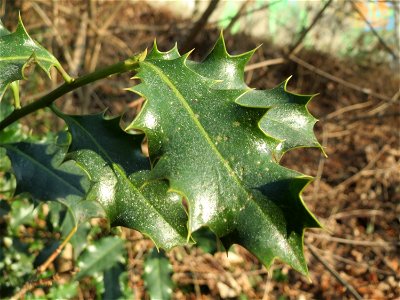 Europäische Stechpalme (Ilex aquifolium) in Sankt Arnual