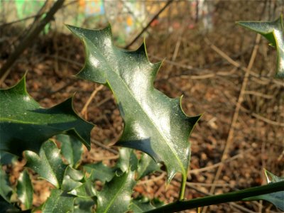 Europäische Stechpalme (Ilex aquifolium) in Sankt Arnual