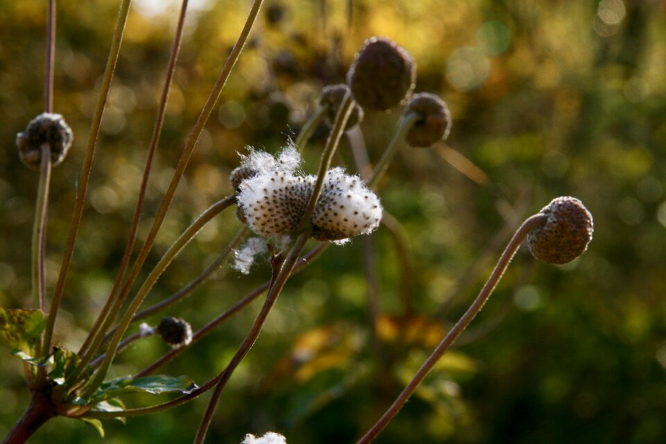 Trockenblume faded flying seeds