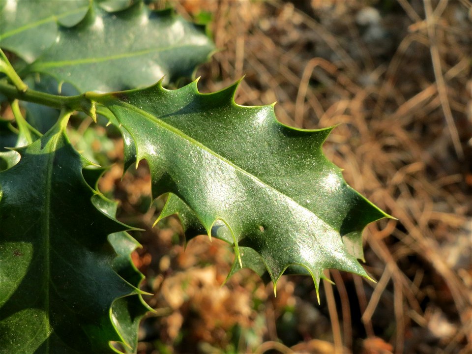 Europäische Stechpalme (Ilex aquifolium) in Sankt Arnual