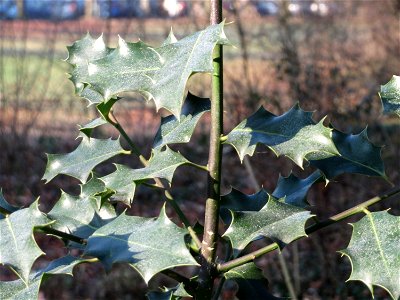 Europäische Stechpalme (Ilex aquifolium) in Sankt Arnual