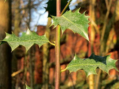 Europäische Stechpalme (Ilex aquifolium) in Sankt Arnual