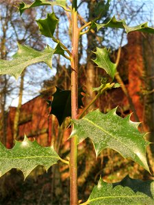 Europäische Stechpalme (Ilex aquifolium) in Sankt Arnual