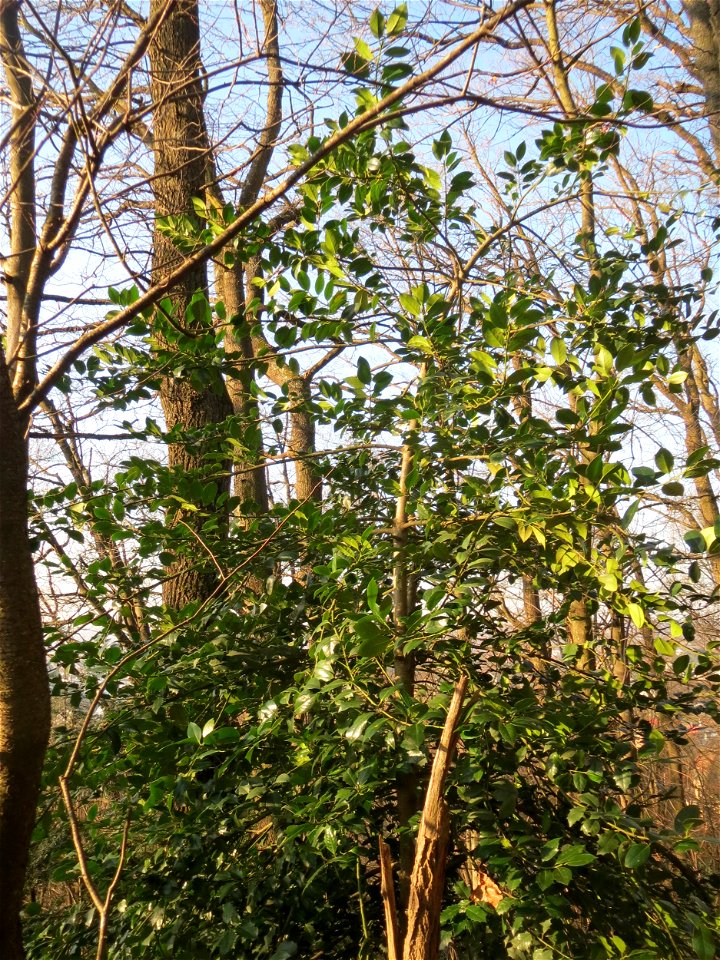 Europäische Stechpalme (Ilex aquifolium) am Kaninchenberg in Saarbrücken