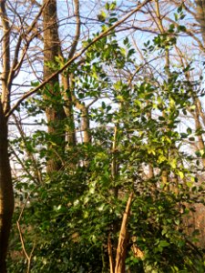 Europäische Stechpalme (Ilex aquifolium) am Kaninchenberg in Saarbrücken