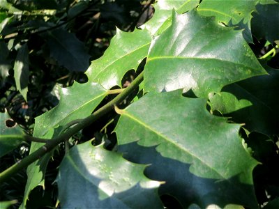 Europäische Stechpalme (Ilex aquifolium) am Kaninchenberg in Saarbrücken