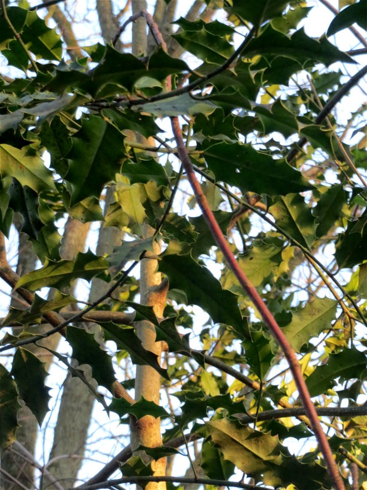 Europäische Stechpalme (Ilex aquifolium) am Kaninchenberg in Saarbrücken