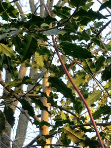 Europäische Stechpalme (Ilex aquifolium) am Kaninchenberg in Saarbrücken