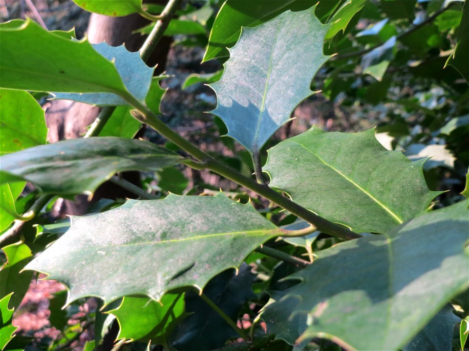 Europäische Stechpalme (Ilex aquifolium) am Kaninchenberg in Saarbrücken