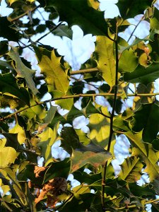 Europäische Stechpalme (Ilex aquifolium) am Kaninchenberg in Saarbrücken