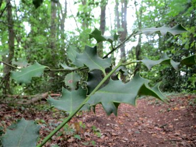 Europäische Stechpalme (Ilex aquifolium) am Winterberg in Sankt Arnual