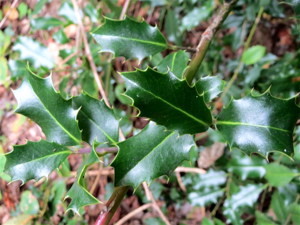Europäische Stechpalme (Ilex aquifolium) am Winterberg in Sankt Arnual
