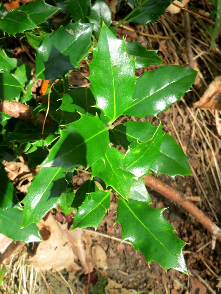 Europäische Stechpalme (Ilex aquifolium) im Landschaftsschutzgebiet „Drahtzugweiher und das Habsterwiesental“ in Alt-Saarbrücken