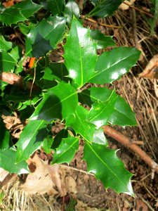 Europäische Stechpalme (Ilex aquifolium) im Landschaftsschutzgebiet „Drahtzugweiher und das Habsterwiesental“ in Alt-Saarbrücken