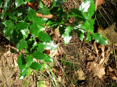 Europäische Stechpalme (Ilex aquifolium) im Landschaftsschutzgebiet „Drahtzugweiher und das Habsterwiesental“ in Alt-Saarbrücken