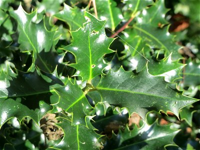 Europäische Stechpalme (Ilex aquifolium) in der ehem. Bismarckanlage in Sankt Arnual
