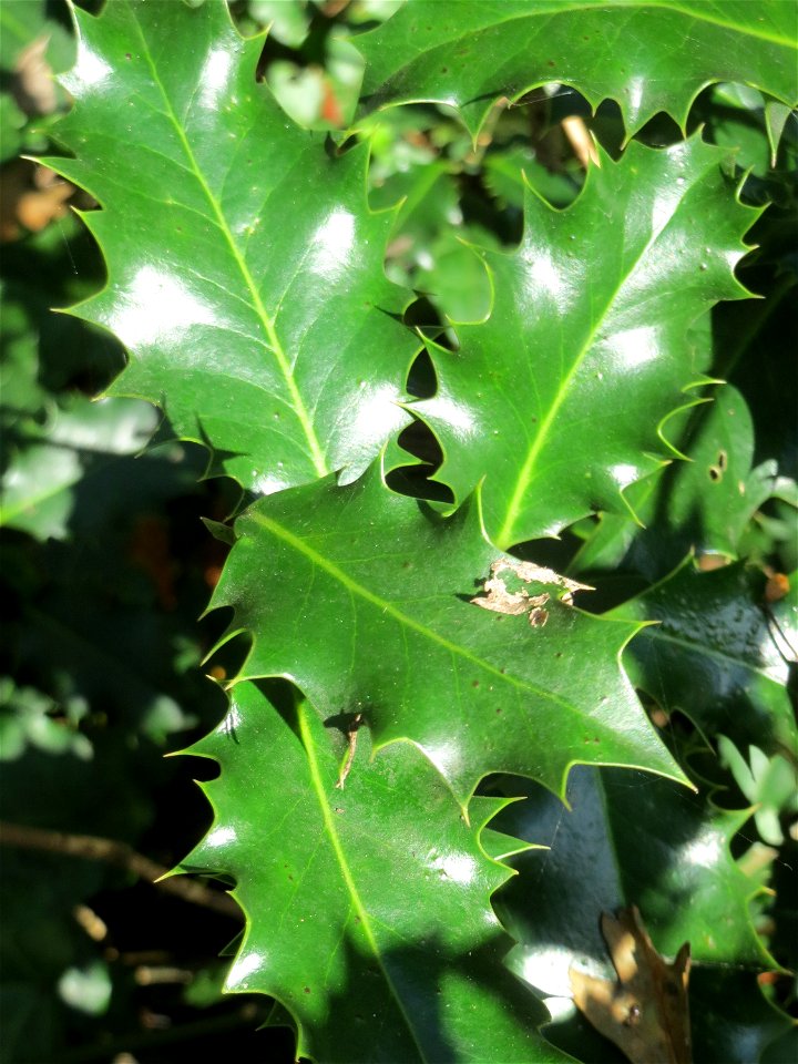 Europäische Stechpalme (Ilex aquifolium) in der ehem. Bismarckanlage in Sankt Arnual