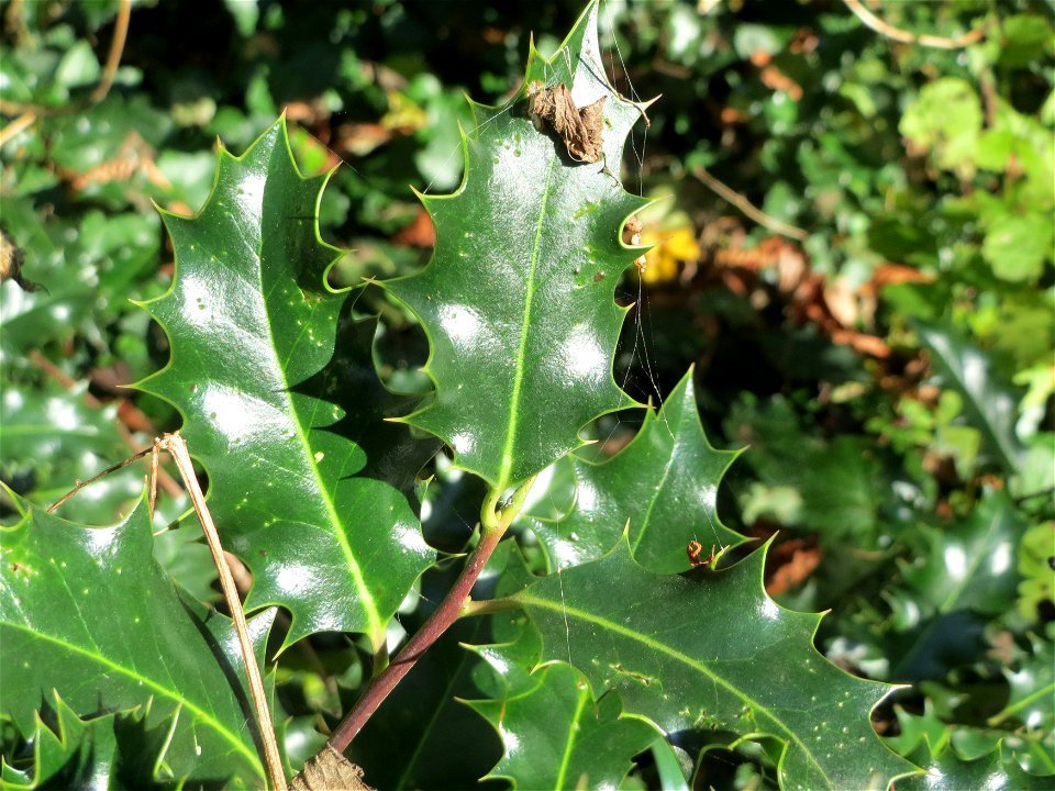 Europäische Stechpalme (Ilex aquifolium) in der ehem. Bismarckanlage in Sankt Arnual