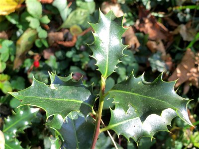 Europäische Stechpalme (Ilex aquifolium) in der ehem. Bismarckanlage in Sankt Arnual
