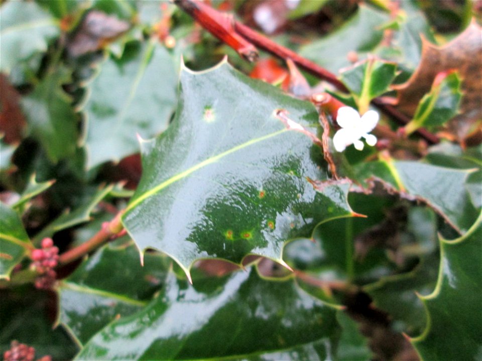Europäische Stechpalme (Ilex aquifolium) in Hockenheim - kommt hier nur als Zierstrauch und nicht wild wachsend vor - manchmal versucht sie noch im Spätherbst ein zweites mal zu blühen