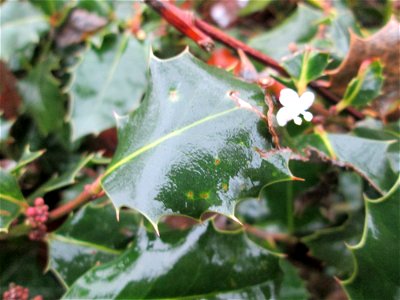 Europäische Stechpalme (Ilex aquifolium) in Hockenheim - kommt hier nur als Zierstrauch und nicht wild wachsend vor - manchmal versucht sie noch im Spätherbst ein zweites mal zu blühen