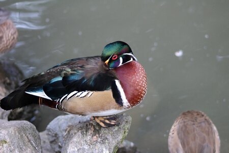 Nature zoology wild