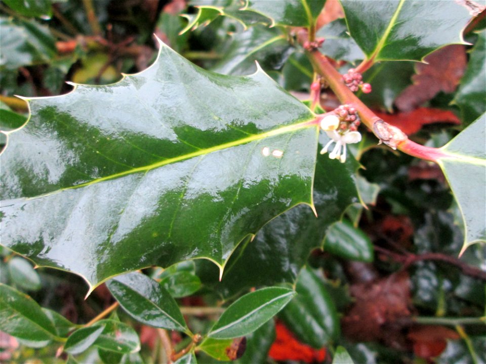 Europäische Stechpalme (Ilex aquifolium) in Hockenheim - kommt hier nur als Zierstrauch und nicht wild wachsend vor - manchmal versucht sie noch im Spätherbst ein zweites mal zu blühen