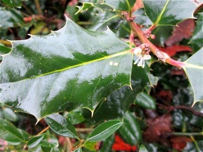 Europäische Stechpalme (Ilex aquifolium) in Hockenheim - kommt hier nur als Zierstrauch und nicht wild wachsend vor - manchmal versucht sie noch im Spätherbst ein zweites mal zu blühen